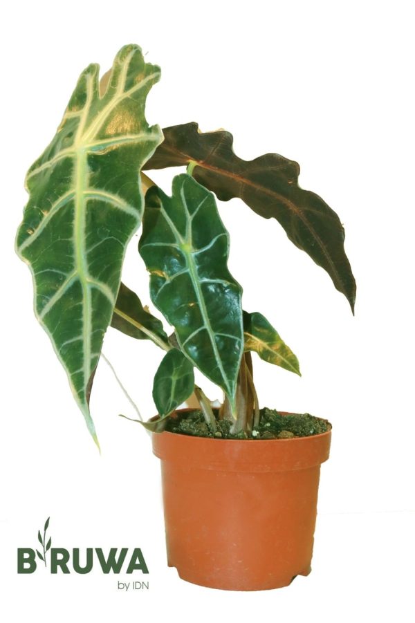 New_Arrival_FOR_PLANT_LOVERS🍃💚 ALOCASIA PLANT