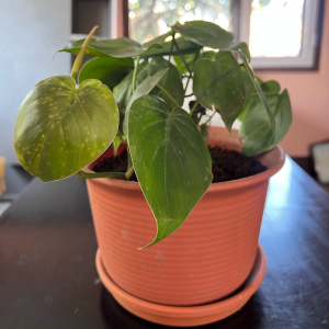 Heartleaf Philodendron