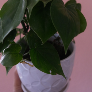 Heartleaf Philodendron with Ceramic Pot