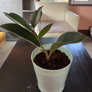 Rubber plant with melamine vase