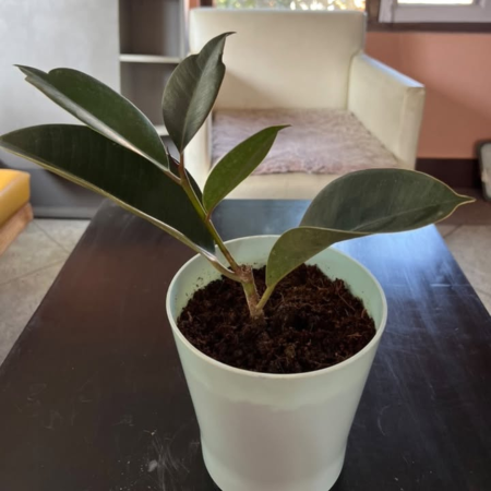 Rubber plant with melamine vase