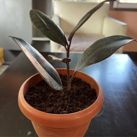 Rubber Plant with Plastic Pot