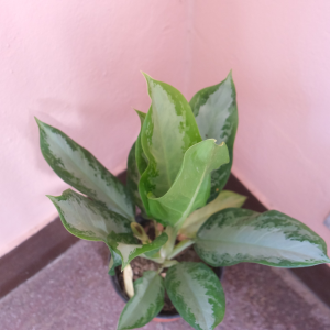 Chinese Evergreen (Aglaonema)