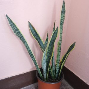 Snake Plant
